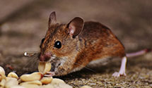 24 Hour & Emergency Exterminators in Jean, NV